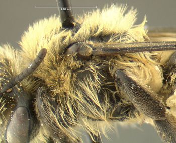 Media type: image;   Entomology 609436 Aspect: thorax lateral